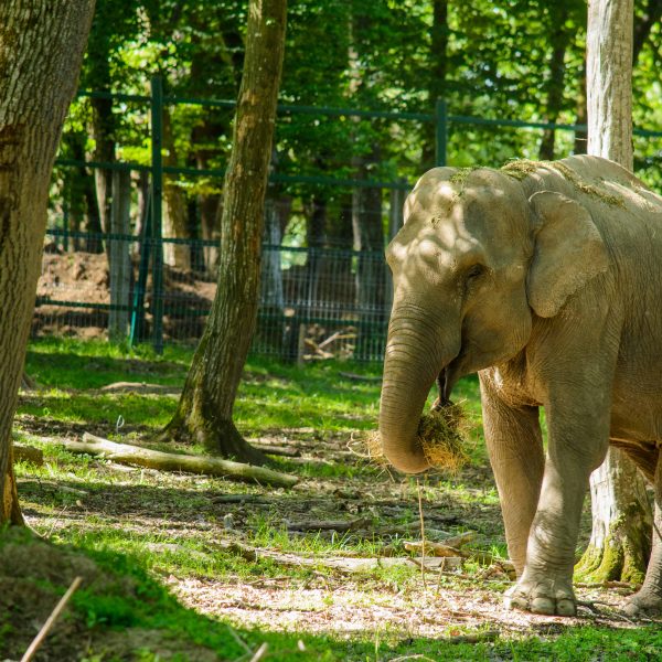 Gradina Zoologica Targu Mures